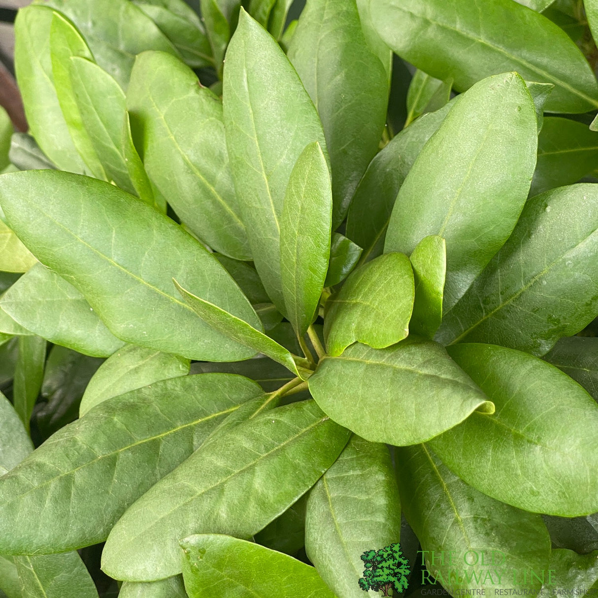 Rhododendron 'Roseum Elegans' Plant 20Ltr Pot