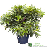 Rhododendron 'Roseum Elegans' Plant 20Ltr Pot