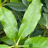 Rhododendron 'Nova Zembla' Plant 20Ltr Pot