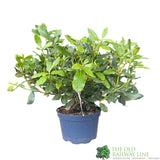 Rhododendron 'Nova Zembla' Plant 20Ltr Pot