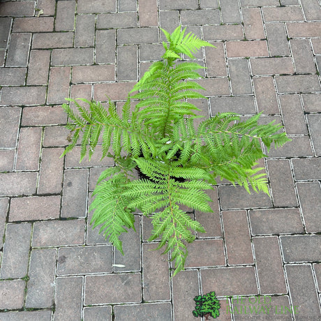 Dicksonia antarctica Soft Tree Fern Multi-Trunk 0.5ft + 0.5ft Tall