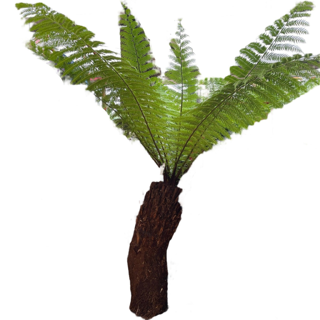 Dicksonia antarctica Soft Tree Fern with Character 3ft Tall