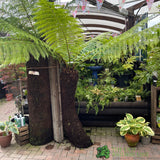 Dicksonia antarctica Soft Tree Fern with Character 4ft Tall