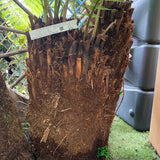 Dicksonia antarctica Soft Tree Fern Multi-Trunk 2ft + 1ft + 1ft Tall