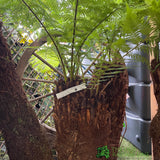 Dicksonia antarctica Soft Tree Fern Multi-Trunk 2ft + 1ft + 1ft Tall