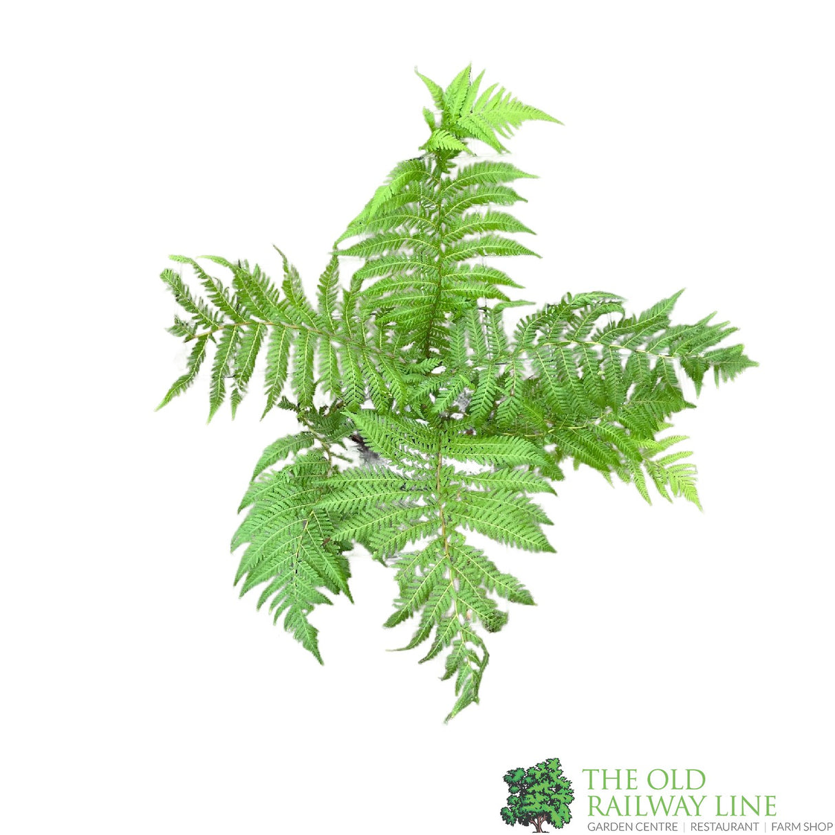 Dicksonia antarctica Soft Tree Fern Multi-Trunk 0.5ft + 0.5ft Tall