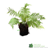Dicksonia antarctica Soft Tree Fern Multi-Trunk 0.5ft + 0.5ft Tall