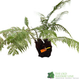 Dicksonia antarctica Soft Tree Fern Multi-Trunk 1ft + 1ft Tall