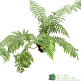 Dicksonia antarctica Soft Tree Fern Multi-Trunk 1ft + 1ft Tall