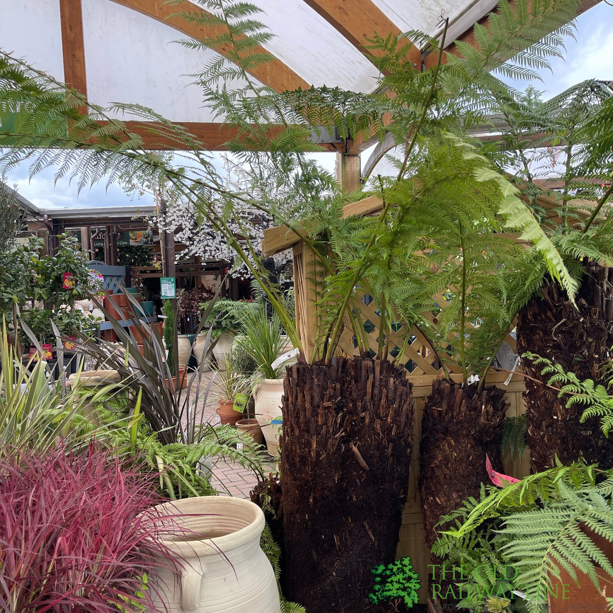 Dicksonia antarctica Soft Tree Fern Multi-Trunk 3ft + 3ft Tall