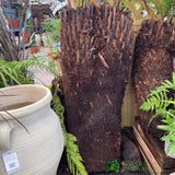 Dicksonia antarctica Soft Tree Fern Multi-Trunk 3ft + 3ft Tall