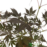 Acer palmatum 'Sumi Nagashi' Japanese Maple Tree - 3Ltr Pot