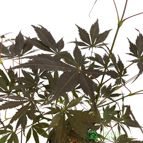 Acer palmatum 'Sumi Nagashi' Japanese Maple Tree - 3Ltr Pot