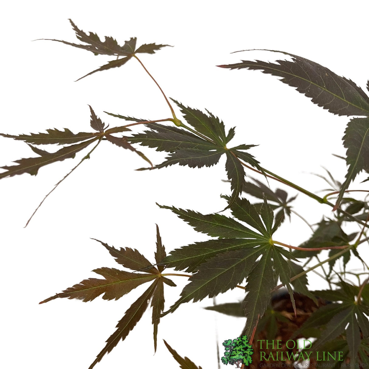 Acer palmatum 'Sumi Nagashi' Japanese Maple Tree - 3Ltr Pot