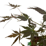 Acer palmatum 'Sumi Nagashi' Japanese Maple Tree - 3Ltr Pot