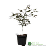 Acer palmatum 'Sumi Nagashi' Japanese Maple Tree - 3Ltr Pot