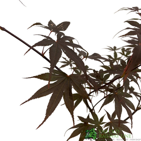 Acer palmatum 'Bloodgood' Japanese Maple Tree - 5Ltr Pot