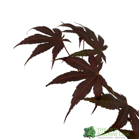 Acer palmatum 'Bloodgood' Japanese Maple Tree - 5Ltr Pot