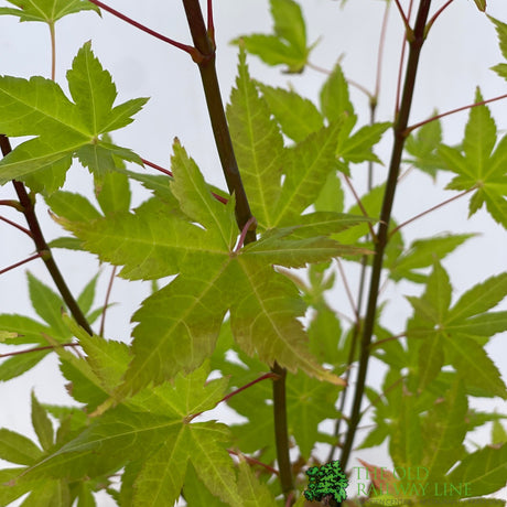 Acer palmatum 'Summer Gold' Japanese Maple 3Ltr Pot