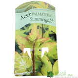 Acer palmatum 'Summer Gold' Japanese Maple 3Ltr Pot