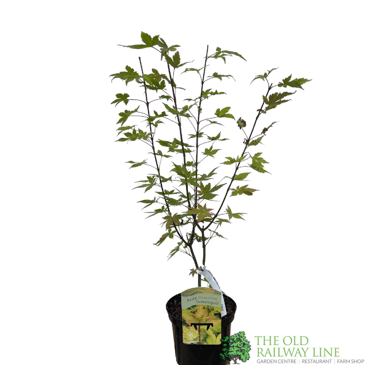 Acer palmatum 'Summer Gold' Japanese Maple 3Ltr Pot