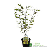Acer palmatum 'Summer Gold' Japanese Maple 3Ltr Pot