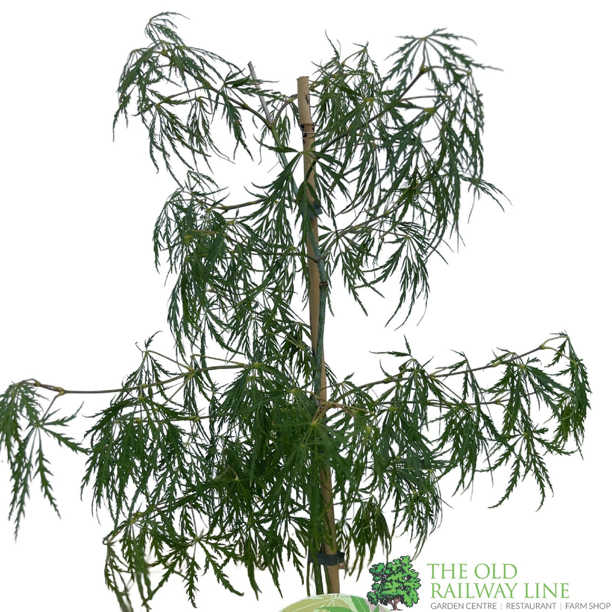 Acer palmatum 'Dissectum' Japanese Maple 3Ltr Pot