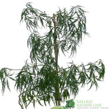 Acer palmatum 'Dissectum' Japanese Maple 3Ltr Pot