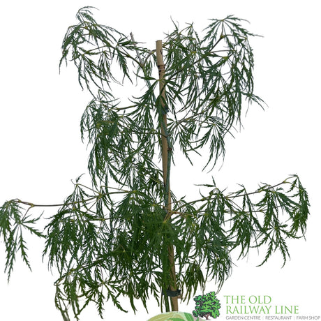 Acer palmatum 'Dissectum' Japanese Maple 3Ltr Pot