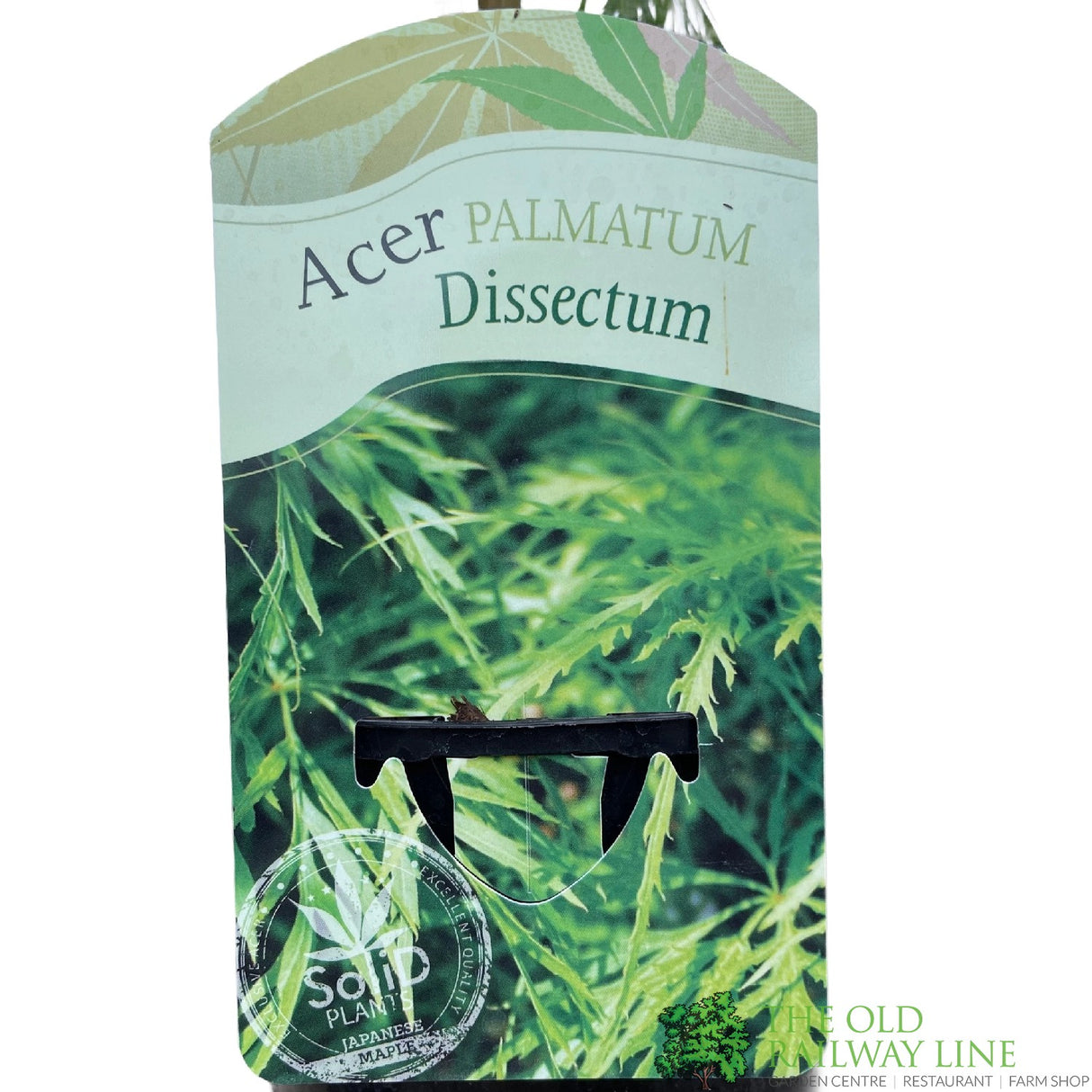Acer palmatum 'Dissectum' Japanese Maple 3Ltr Pot