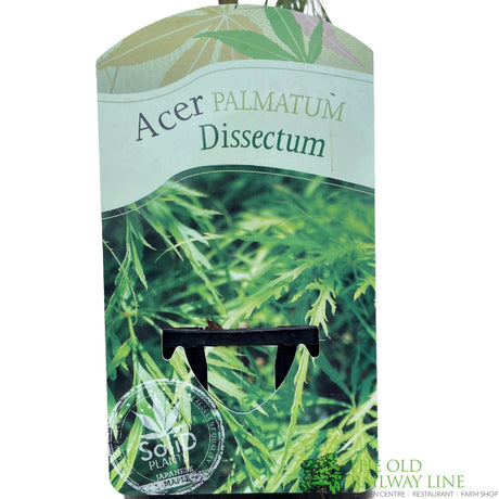 Acer palmatum 'Dissectum' Japanese Maple 3Ltr Pot