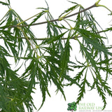 Acer palmatum 'Dissectum' Japanese Maple 3Ltr Pot