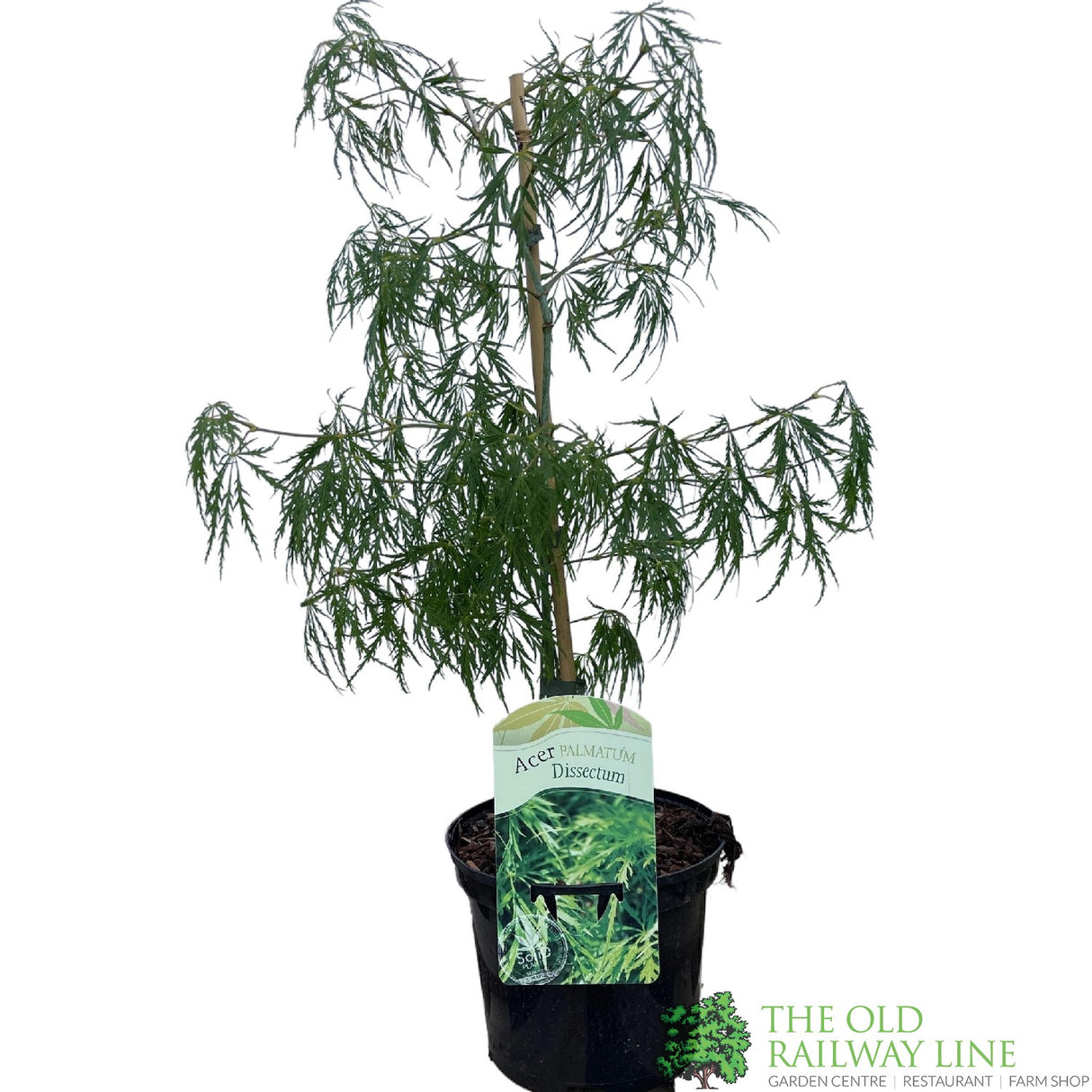 Acer palmatum 'Dissectum' Japanese Maple 3Ltr Pot