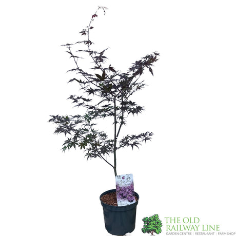 Acer palmatum 'Bloodgood' Japanese Maple Tree - 10Ltr Pot