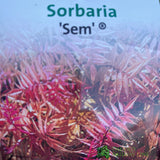 Sorbaria sorbifolia 'Sem'PBR 5Ltr Plant