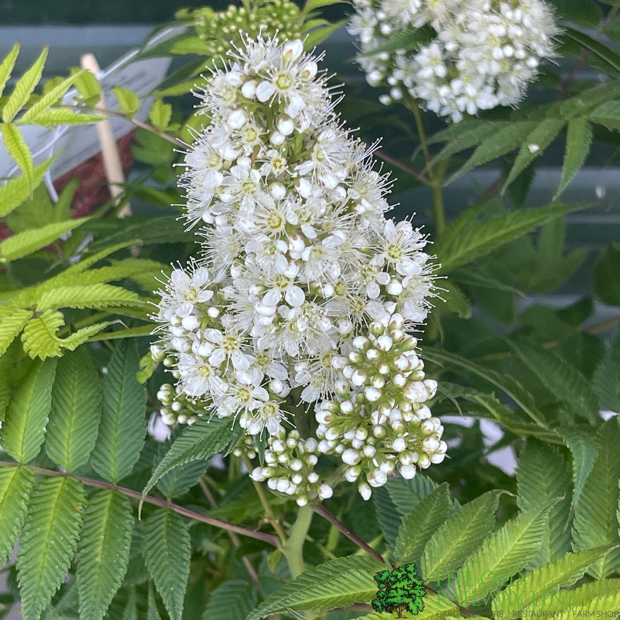 Sorbaria sorbifolia 'Sem'PBR 5Ltr Plant