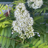 Sorbaria sorbifolia 'Sem'PBR 5Ltr Plant