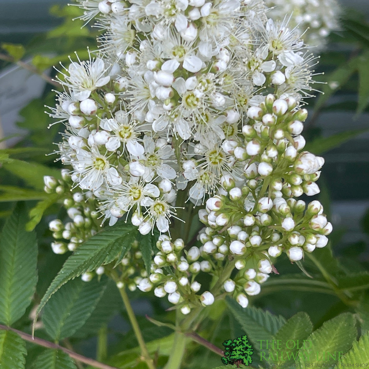 Sorbaria sorbifolia 'Sem'PBR 5Ltr Plant