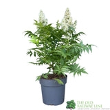 Sorbaria sorbifolia 'Sem'PBR 5Ltr Plant