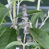 Buddleja 'Ellen's Blue' 5Ltr Plant