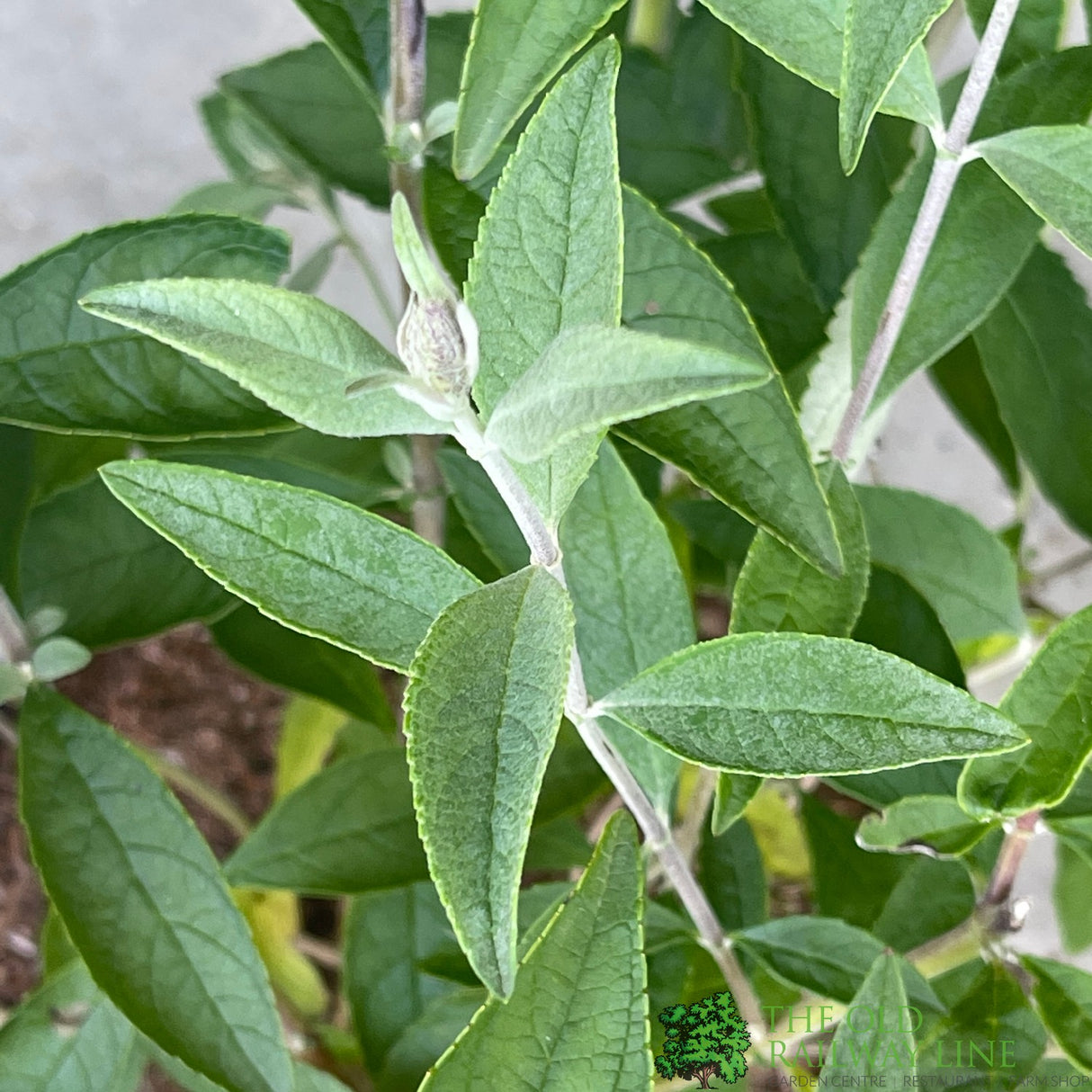 Buddleja 'Ellen's Blue' 5Ltr Plant