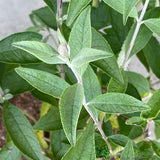 Buddleja 'Ellen's Blue' 5Ltr Plant