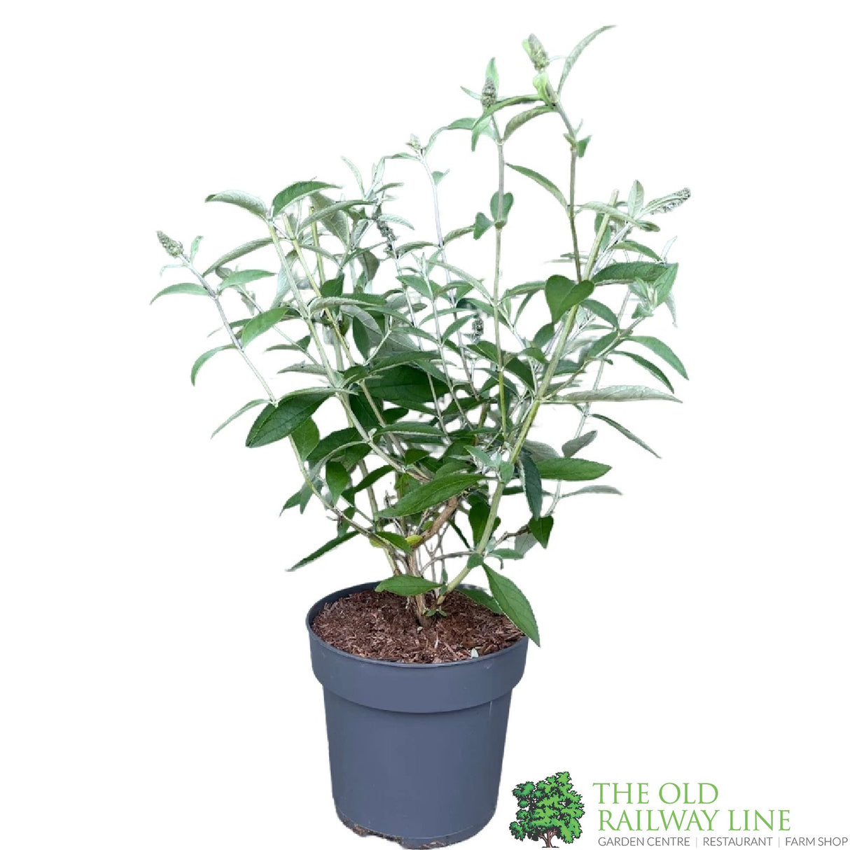 Buddleja 'Ellen's Blue' 5Ltr Plant