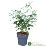 Buddleja 'Ellen's Blue' 5Ltr Plant