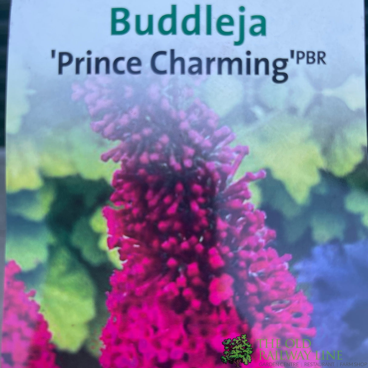 Buddleja 'Prince Charming' 5Ltr Plant