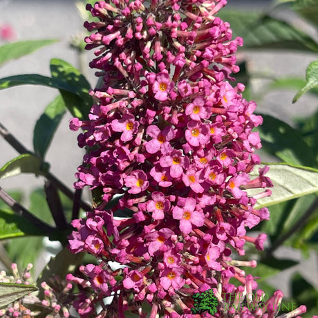 Buddleja 'Prince Charming' 5Ltr Plant