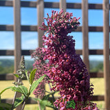 Buddleja 'Prince Charming' 5Ltr Plant