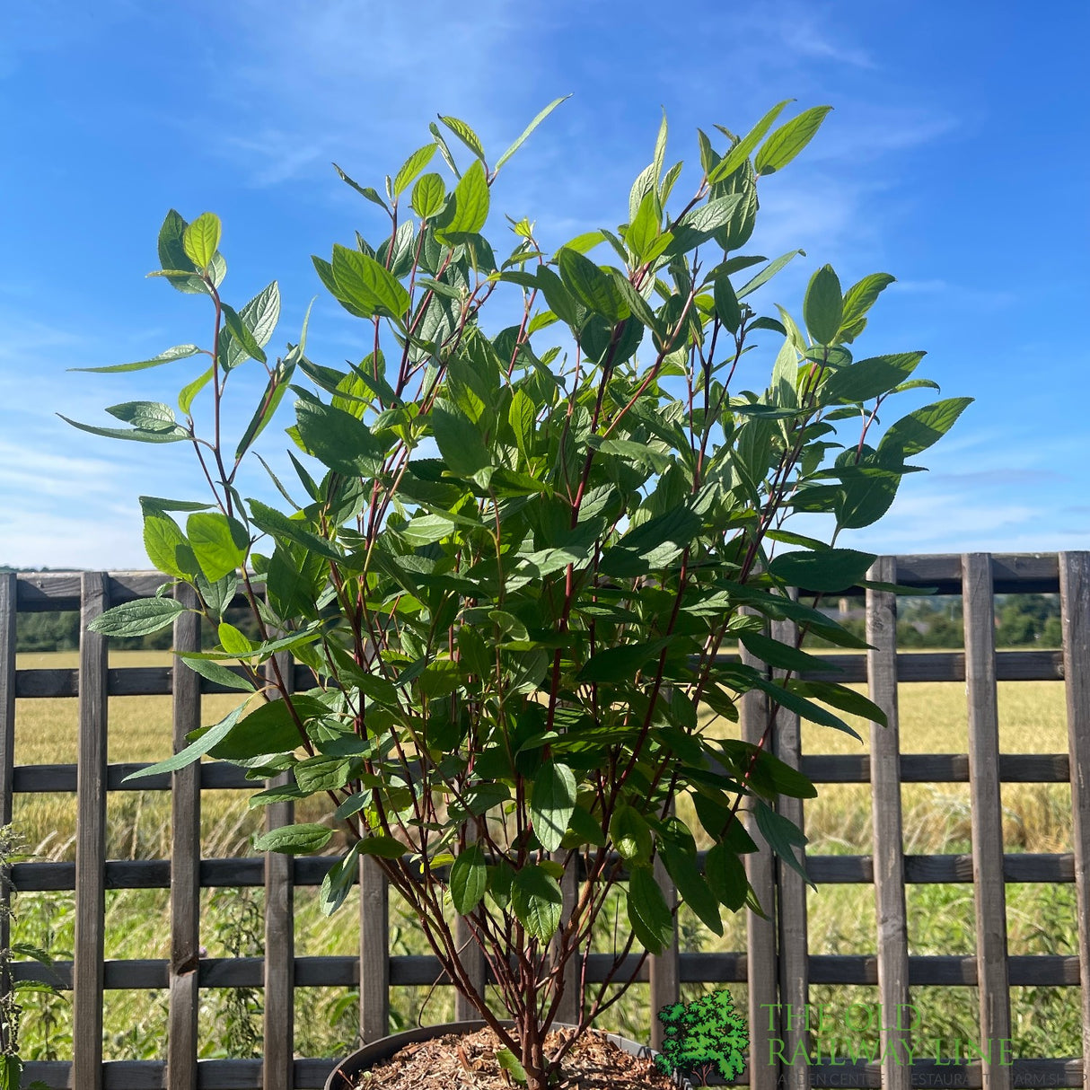 Ceanothus × pallidus 'Marie Simon' 5Ltr Plant