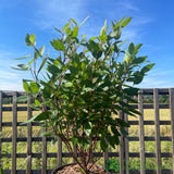 Ceanothus × pallidus 'Marie Simon' 5Ltr Plant