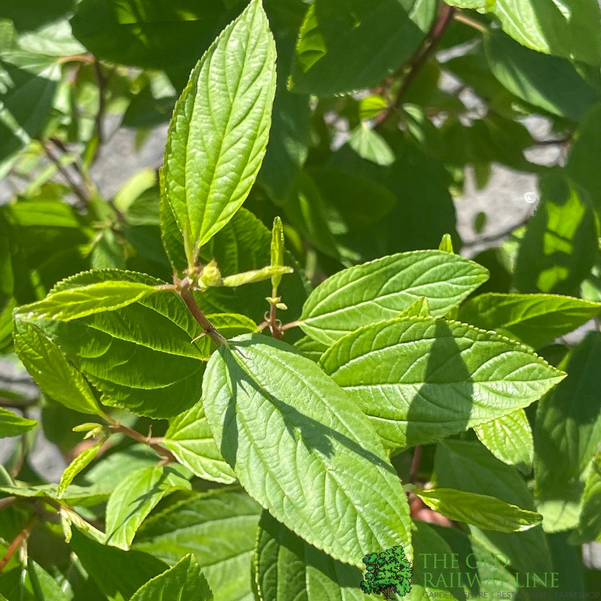 Ceanothus × pallidus 'Marie Simon' 5Ltr Plant